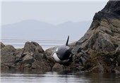 تصاویر نجات نهنگ از میان صخره‌ها