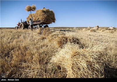 Traditional Wheat Harvest in Iran’s Ardebil