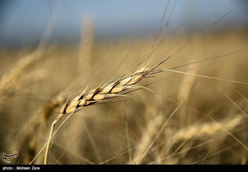 خرید تضمینی گندم در استان کرمانشاه به 106 هزار تن افزایش یافت