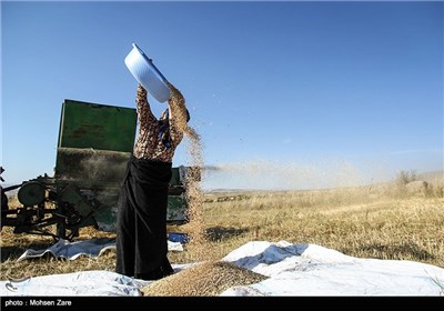 Traditional Wheat Harvest in Iran’s Ardebil