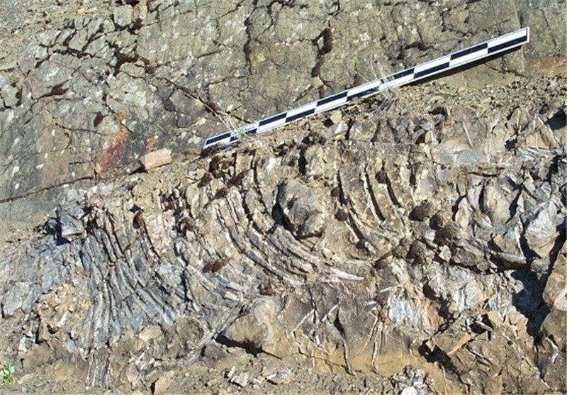 70-Million-Years Old Marine Reptile Bones Found In Alaska