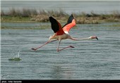 تالاب بین‌المللی کمجان - شیراز