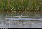 تالاب بین‌المللی کمجان - شیراز