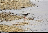 تالاب بین‌المللی کمجان - شیراز
