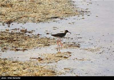 Iran’s Beauties in Photos: Kamjan Int’l Lagoon in Fars Province