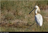 تالاب بین‌المللی کمجان - شیراز