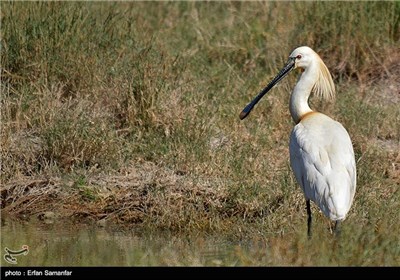 Iran’s Beauties in Photos: Kamjan Int’l Lagoon in Fars Province