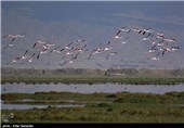 تالاب بین‌المللی کمجان - شیراز