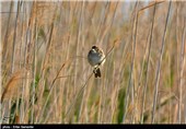 تالاب بین‌المللی کمجان - شیراز