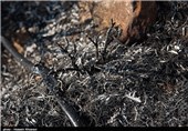 آتش‌سوزی جنگل‌های الوار گرمسیری اندیمشک مهار شد