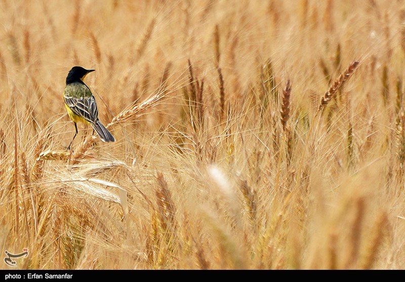 تولید بذر گندم در استان فارس 125 درصد افزایش یافت
