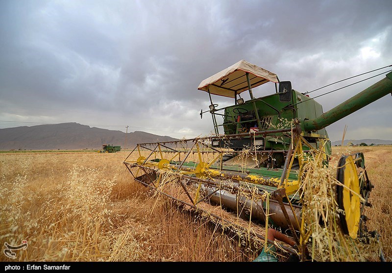 30 هزار تن گندم از کشاورزان دهلرانی خریداری شد