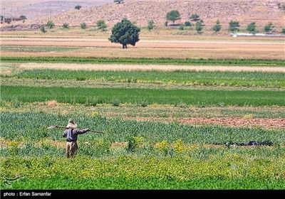 Wheat, Barley Harvest in Iran’s Fars Province