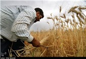 خرید تضمینی جو از کشاورزان آذربایجان غربی آغاز شد‌/برداشت ‌110 هزار تن جو از مزارع ‌