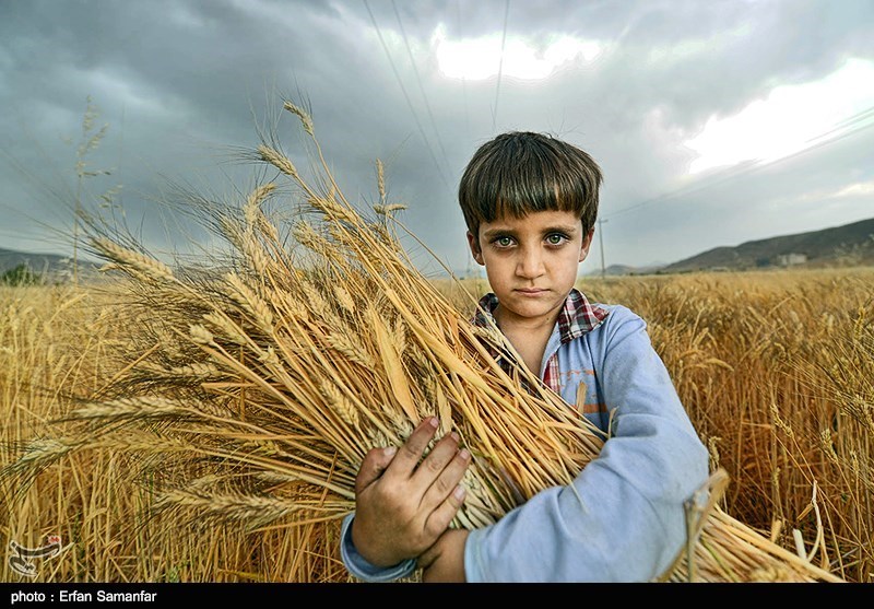 110 هزار تن جو در استان قزوین برداشت می‌شود/ اجرای طرح پایلوت خرید به قیمت تضمینی جو