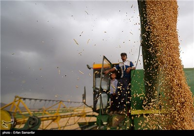 Wheat, Barley Harvest in Iran’s Fars Province