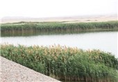 سرمایه‌گذاری 30 میلیارد ریال در طرح کشت درختان جنگلی‌ بوشهر
