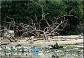 تصاویر آلودگی آبهای ساحلی ریودوژانیرو‎