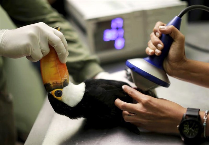 تصاویر شیوه های جدید درمان حیوانات