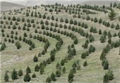 پساب فاضلاب بوشهر برای تامین آب درختان جنگلی استفاده می‌شود