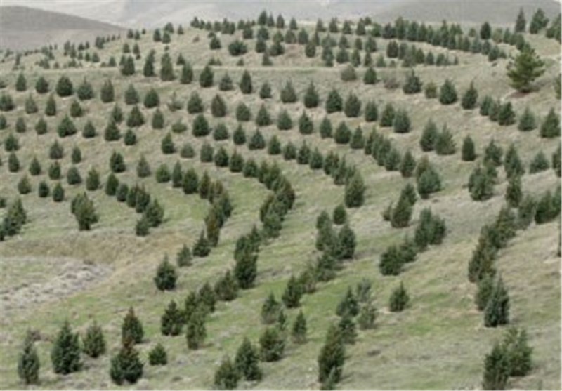 پساب فاضلاب بوشهر برای تامین آب درختان جنگلی استفاده می‌شود