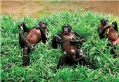 Bonobos Talk Like Human Babies, Say Scientists