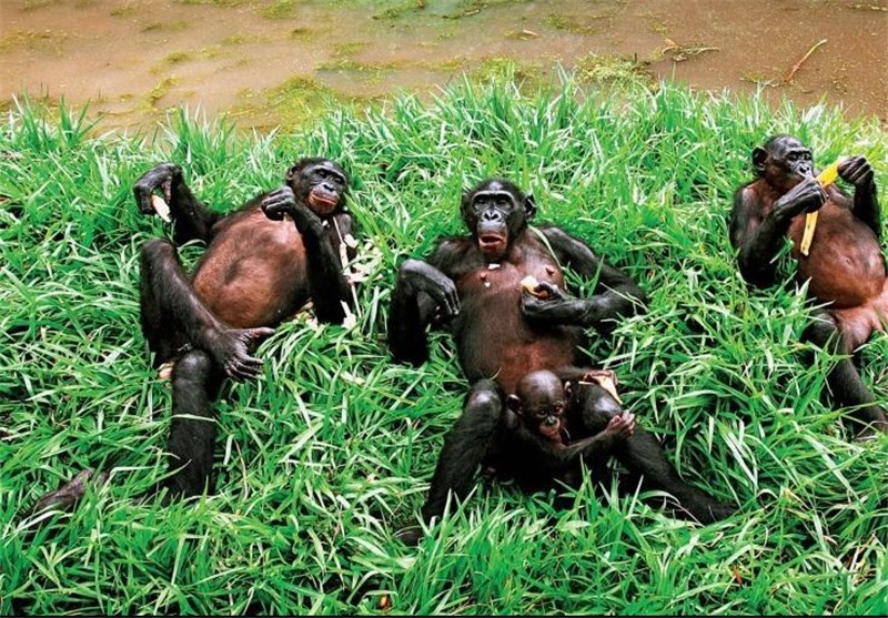 Bonobos Talk Like Human Babies, Say Scientists