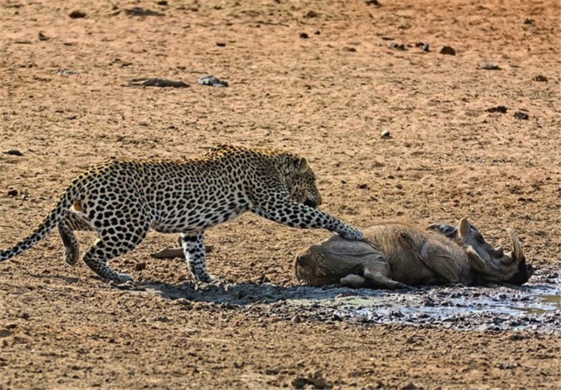 تصاویر وقتی پلنگ، گراز را بیدار‌ کرد