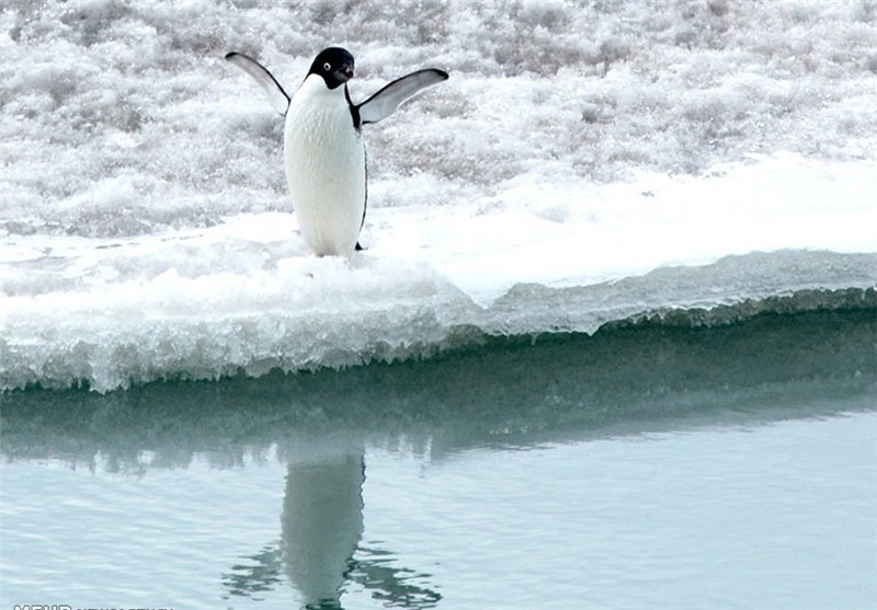 سالی 159 میلیارد تن یخ در قطب جنوب آب می‌شود