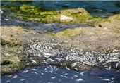 250 قطعه ماهی رودخانه گرگان‌رود به علت آلودگی تلف شدند