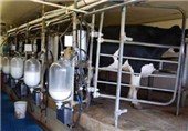 تولید شیر در استان اصفهان روزانه به 3100 تن می‌رسد