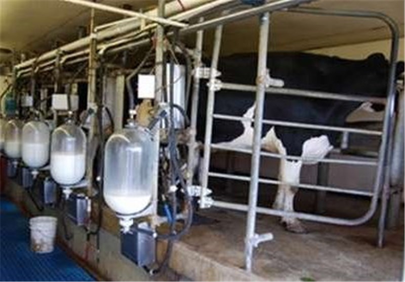تولید شیر در استان اصفهان روزانه به 3100 تن می‌رسد