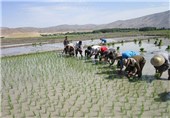 کاشت برنج در شالیزارهای شهرستان مشگین‌شهر آغاز شد