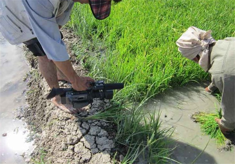 طرح ممنوعه‌شدن کشت برنج در استان فارس آغاز شد‌