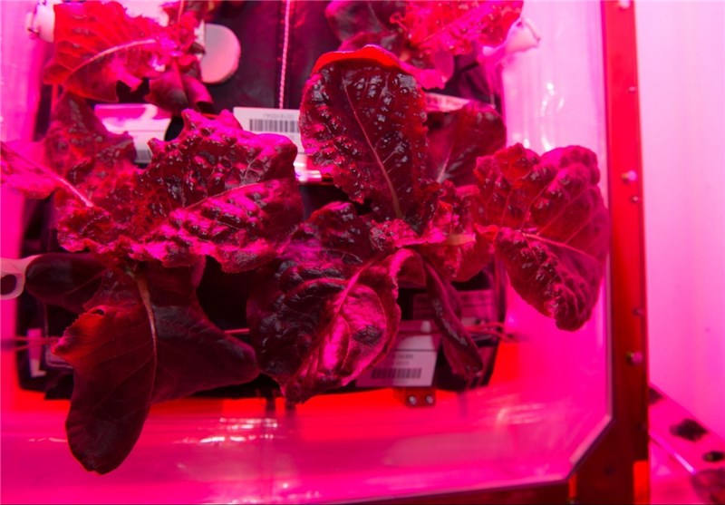 Astronauts Will Eat Food Grown in Space for First Time Ever