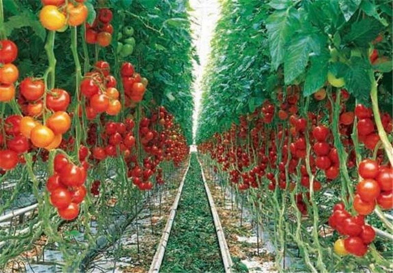 سه طرح کشاورزی در استان کرمانشاه اجرا می‌شود
