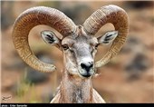 قوچ مینیاتور 3