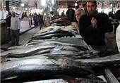 بازار فروش ماهی در استان‌ گیلان نیازمند ساماندهی است