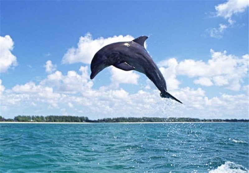طرح شناسایی الگوهای رفتاری دلفین گوژپشت در استان بوشهر ارائه شد
