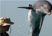 دلفین جاسوسِ اسرائیلی به دام حماس افتاد