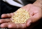 45 هزار تن بذر اصلاح شده بین کشاورزان گلستانی توزیع شد