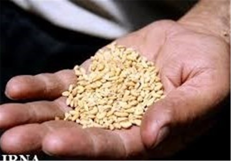 16 هزار و 725 تن بذر در چهارمحال و بختیاری تولید می‌شود