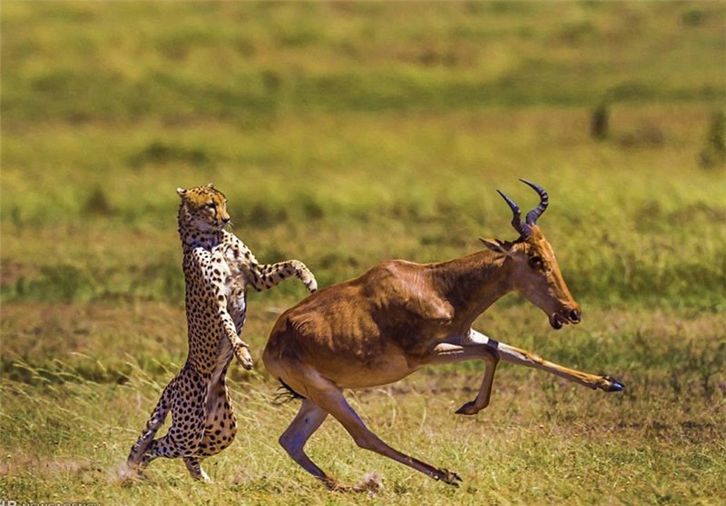 تصاویر/ فرار بزکوهی از دست یوزپلنگ