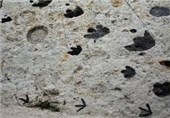German Scientists Find Rare Dinosaur Tracks