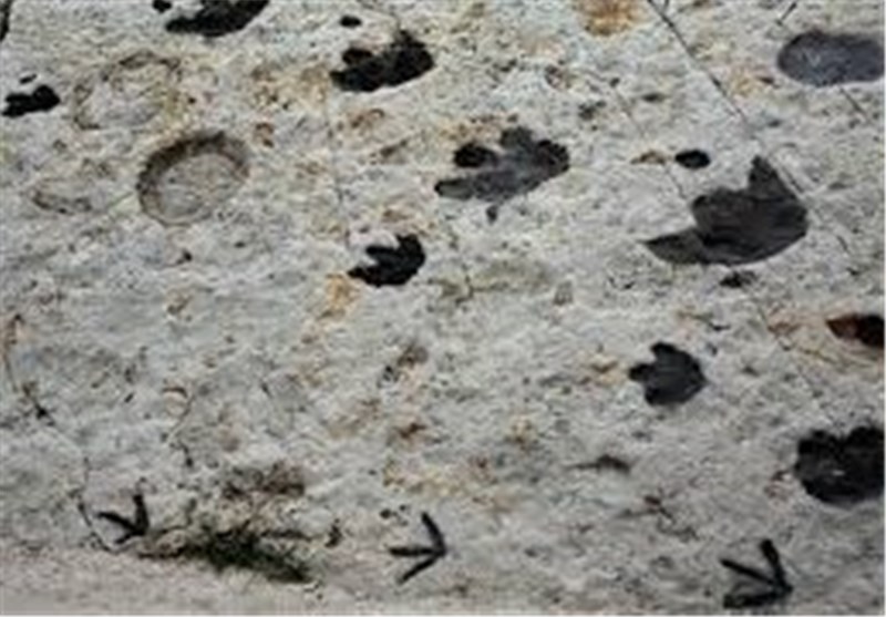 German Scientists Find Rare Dinosaur Tracks