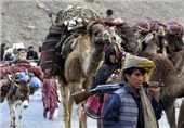 کوچی‌ها امنیت شهرستان «بهسود» ولایت وردک را به خطر انداخته‌اند
