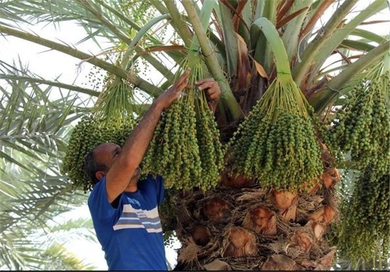 نخستین جشنواره خرما و زندگی خوزستان در اهواز برگزار می‌شود