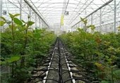 سالانه بیش از 8 هزار تن محصول گلخانه‌ای در خراسان جنوبی تولید می‌شود