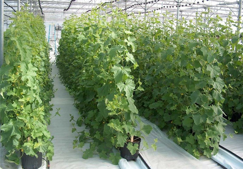 ایجاد شهرک‌های کشاورزی در استان قزوین در دستور کار قرار دارد