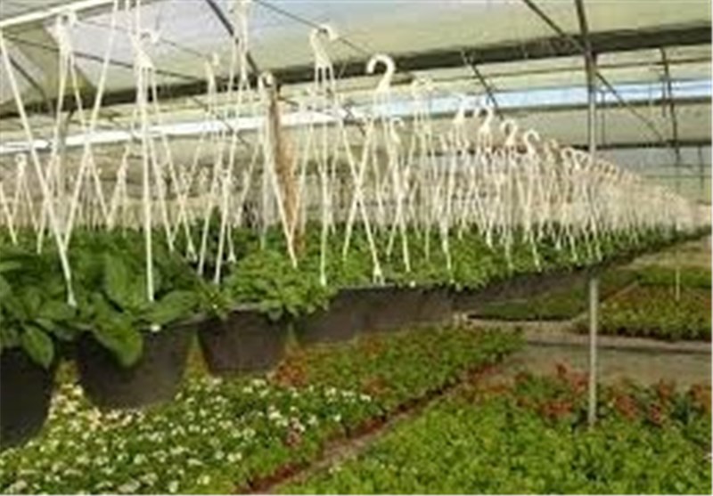 توسعه گلخانه‌های پرورش سبزی و صیفی در شهرستان اسکو در دستور کار است